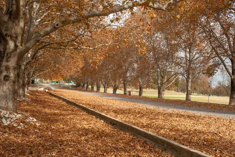Maple Trees in Autumn 3rd