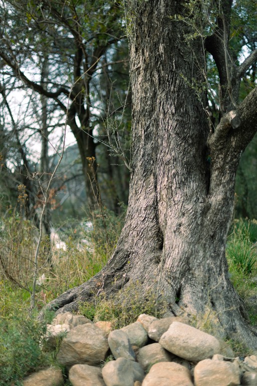 Old Trunk and stones