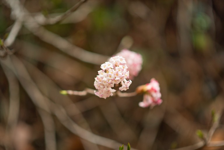 Pink flower of jungle