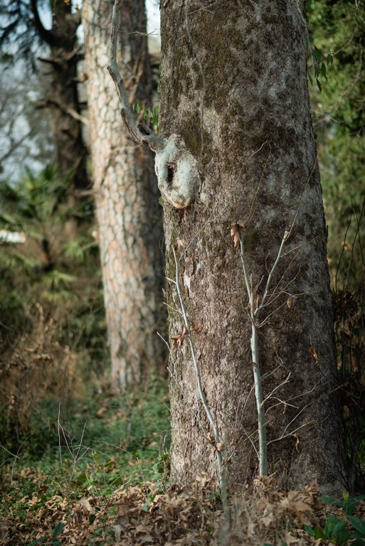 The Cedar & The Pine