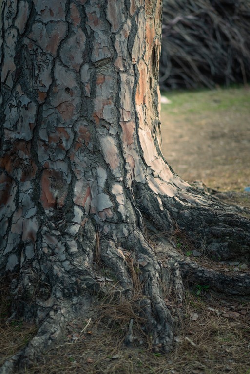 The roots of pine