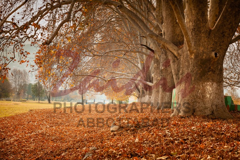 Maples in Autumn