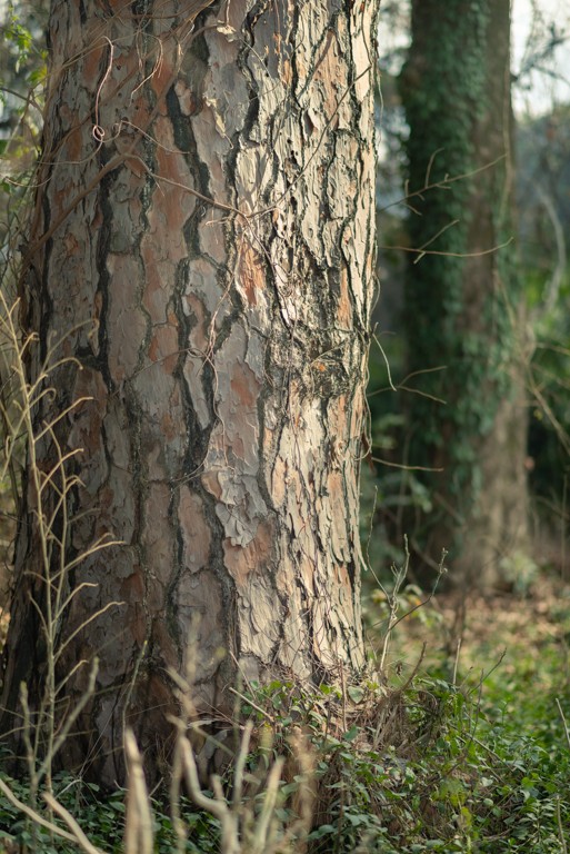 Texture of Pine Tree