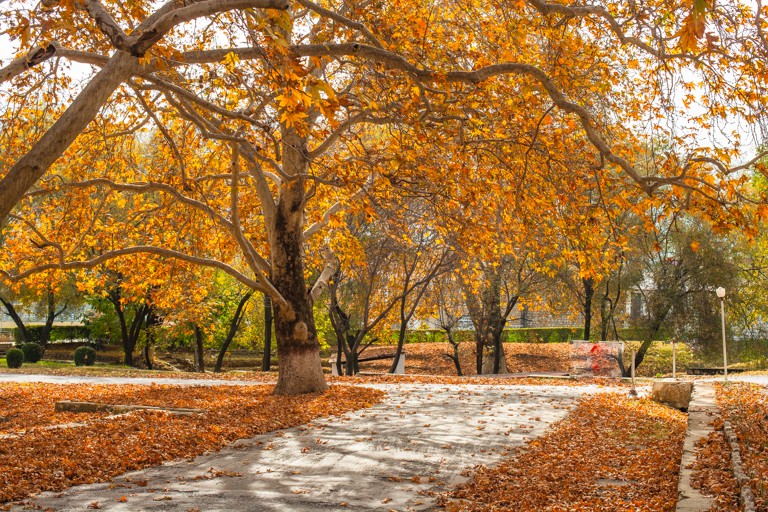 The Maple in Autumn 4rth